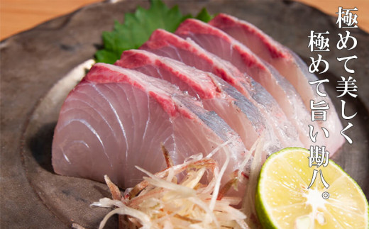 カンパチ 勘八 2節 セット | 極美勘八 人気 高級 魚 産地直送 新鮮 かんぱち しゃぶしゃぶ 鍋 照り焼き 刺し身 刺身 さしみ 生 冷蔵 高知県 須崎市