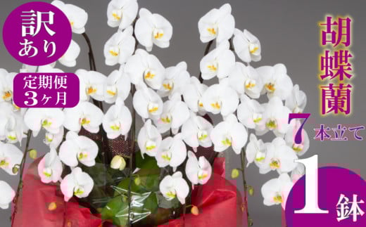 【定期便3ヶ月】【訳あり】胡蝶蘭 7本立て 白  お祝い 須崎洋蘭園 SY70000