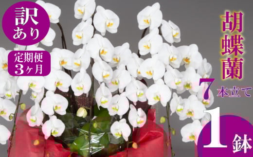 【定期便3ヶ月】【訳あり】胡蝶蘭 7本立て ピンク  お祝い 須崎洋蘭園 SY20000