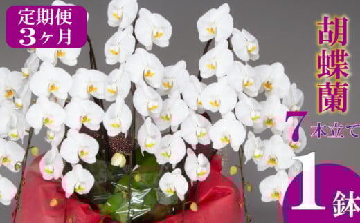 【定期便3ヶ月】胡蝶蘭 7本立て 白  お祝い 須崎洋蘭園 SY8000_x