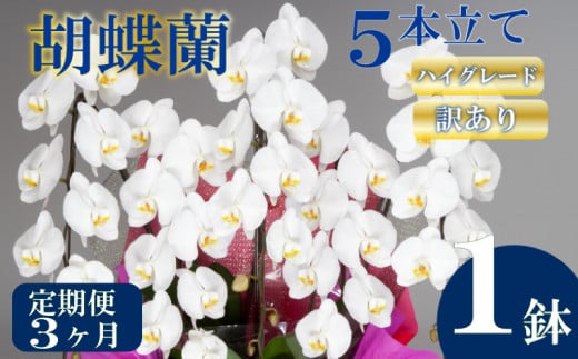 【定期便3ヶ月】【訳あり】胡蝶蘭 5本立て 白 ハイグレード お祝い 須崎洋蘭園 SY60000_x