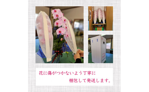 【定期便3ヶ月】【訳あり】胡蝶蘭 5本立て 白 ハイグレード お祝い 須崎洋蘭園 SY60000_x