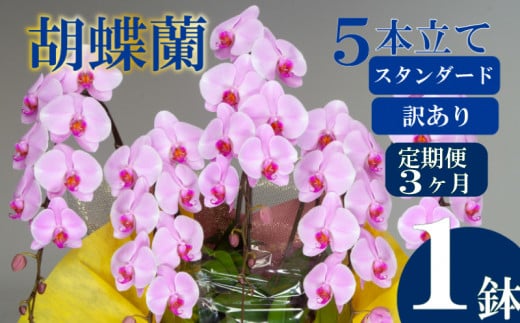 【定期便3ヶ月】【訳あり】胡蝶蘭 5本立て ピンク お祝い 須崎洋蘭園 SY10000_x