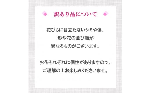 æ¯ã®æ¥ ã®ãã è± äººæ° ãå®æäŸ¿3ã¶æããèš³ãããè¡è¶è 5æ¬ç«ãŠ ãã³ã¯ ãç¥ã èŽãç© èŽç ãã¬ãŒã³ã é åŽæŽèå SY10000_x