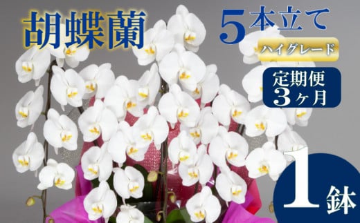 【定期便3ヶ月】胡蝶蘭 5本立て 白 ハイグレード お祝い 須崎洋蘭園 SY7000_x