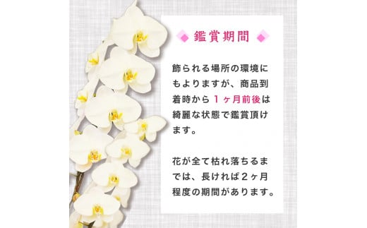 ãå®æäŸ¿3ã¶æãè¡è¶è 5æ¬ç«ãŠ ãã³ã¯ ã¹ã¿ã³ããŒã ãç¥ã é åŽæŽèå SY2000_x