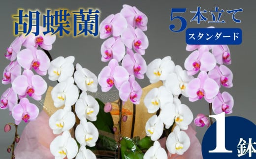 胡蝶蘭 5本立て 紅白 スタンダード  お祝い 須崎洋蘭園 SY011_x
