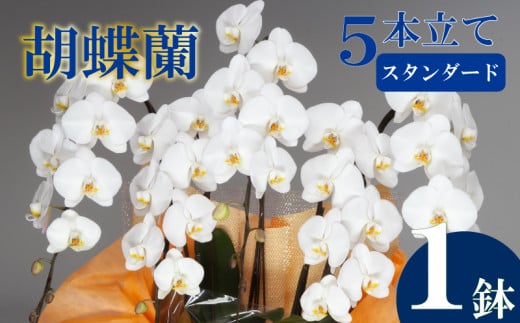 胡蝶蘭 5本立て 白 スタンダード お祝い 須崎洋蘭園 SY007_x