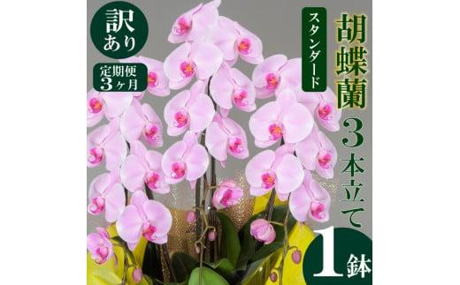 【定期便3ヶ月】【訳あり】胡蝶蘭 3本立て ピンク スタンダード お祝い 須崎洋蘭園 SY9000
