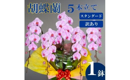 【訳あり】胡蝶蘭 5本立て ピンク スタンダード お祝い 須崎洋蘭園 SY014