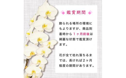 【定期便3ヶ月】【訳あり】胡蝶蘭 5本立て 白 スタンダード お祝い 須崎洋蘭園 SY50000
