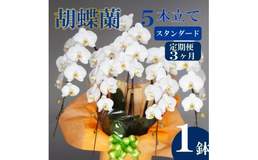 【定期便3ヶ月】胡蝶蘭 5本立て 白 スタンダード お祝い 須崎洋蘭園 SY6000