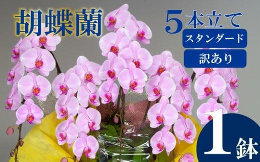 【訳あり】胡蝶蘭 5本立て ピンク スタンダード お祝い 須崎洋蘭園 SY014