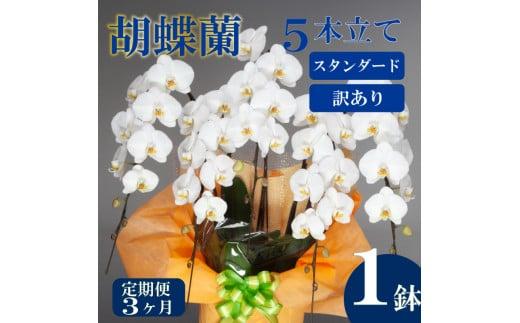 【定期便3ヶ月】【訳あり】胡蝶蘭 5本立て 白 スタンダード お祝い 須崎洋蘭園 SY50000