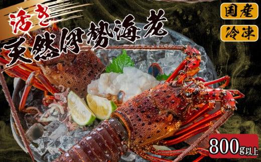 活き 伊勢海老 800g 以上 （ 1尾 から 4尾 ） 吉岡 ( サイズ混合 えび エビ いせえび 高級 鮮魚 イセエビ 海鮮 魚介 刺身 焼き物 汁物 ギフト 贈答 贈り物 祝い 歳暮 中元 高知 天然 海の幸 高知県 須崎市 )IKY029-2x