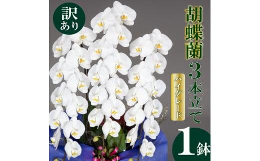 【訳あり】胡蝶蘭 3本立て 白 ハイグレード お祝い 須崎洋蘭園 SY017