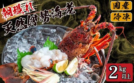 【2025年4月より順次配送】朝穫れ 天然 伊勢海老 2kg 以上 伊勢海老 伊勢エビ 伊勢 海老 エビ イセエビ 生きたまま発送 刺身 焼き物 お味噌汁 鍋 ボイル エビフライ アレンジ可 産地直送 職人厳選 新鮮 海鮮 ギフト 贈答 高知県 須崎市 IKY010