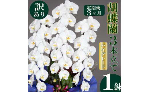 【定期便3ヶ月】【訳あり】胡蝶蘭 3本立て 白 ハイグレード お祝い 須崎洋蘭園 SY40000