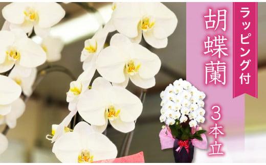 胡蝶蘭 3本立て スタンダード お祝い 須崎洋蘭園 SY002