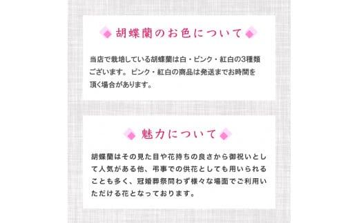 【定期便3ヶ月】【訳あり】胡蝶蘭 5本立て 白 ハイグレード お祝い 須崎洋蘭園 SY60000