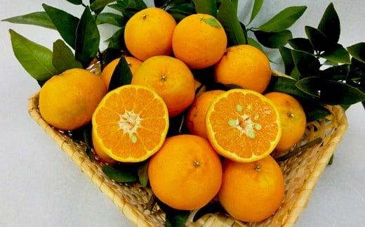 【早期予約】 訳あり ぽんかん 家庭用 10kg | サイズ 混合 みかん 蜜柑 柑橘 高知県 須崎市 ME022