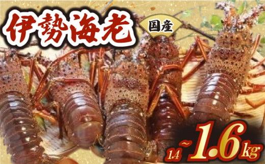 厳選 伊勢海老 2〜6匹 約1.4〜1.6kg 天然 新鮮 海鮮 魚介類 刺身 刺し身 国産 漁師厳選 伊勢エビ いせえび 海老 エビ 生きたまま発送 刺身 焼き物 お味噌汁 鍋 ボイル エビフライ アレンジ可 産地直送 新鮮 絶品 海鮮 常温 ギフト 贈答 高知県 須崎市 MT007