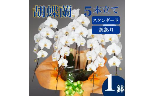 【訳あり】胡蝶蘭 5本立て 白 スタンダード お祝い 須崎洋蘭園 SY018