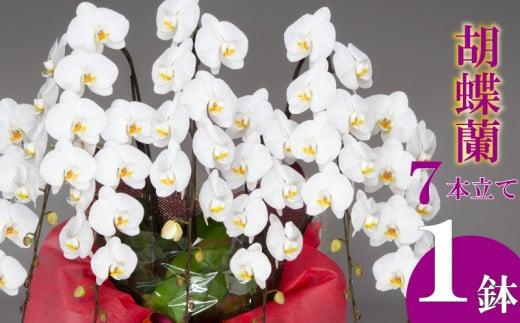 胡蝶蘭 7本立て 白  お祝い 須崎洋蘭園 SY009