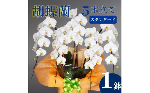 胡蝶蘭 5本立て 白 スタンダード お祝い 須崎洋蘭園 SY007