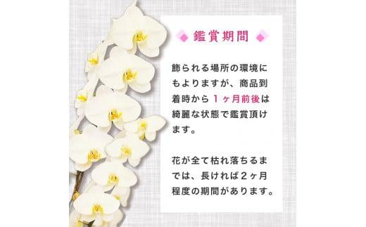 【定期便3ヶ月】胡蝶蘭 5本立て ピンク スタンダード お祝い 須崎洋蘭園 SY2000