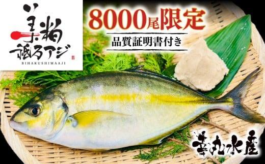 美粕祇万アジ 250g フィーレ 2パック 高級魚 刺身 刺身用 縞鯵 シマアジ 鯵 海鮮 鮮魚 新鮮 魚介 冷凍 魚 さかな 小分け 高知県 須崎市 SCM001