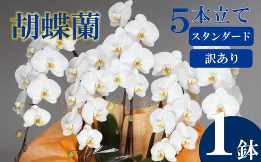 【訳あり】胡蝶蘭 5本立て 白 スタンダード お祝い 須崎洋蘭園 SY018