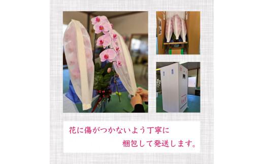 胡蝶蘭 5本立て 白 スタンダード お祝い 須崎洋蘭園 SY007