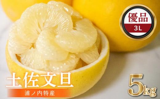 【早期予約開始!!2026年2月頃より順次発送】浦ノ内特産 土佐文旦 5kg 優品 3L サイズ | 果物 フルーツ 文旦 ぶんたん ブンタン みかん 蜜柑 柑橘 文旦 大玉 5キロ 人気 ランキング 数量限定 期間限定 早期予約産地直送 生産農家直送 明神果樹園 高知県 須崎市 MKJ007_xx