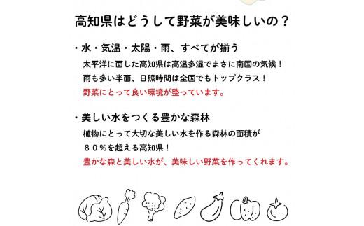 【 定期便 6回 】 野菜 8 種類 セット | お楽しみ やさい セット 旬 春 夏 秋 冬 採れたて 新鮮 農家 直送 詰め合わせ 国産 季節 フレッシュ きゅうり ピーマン なす トマト 大根 白菜 頒布会 高知県 須崎市 ME3000_x