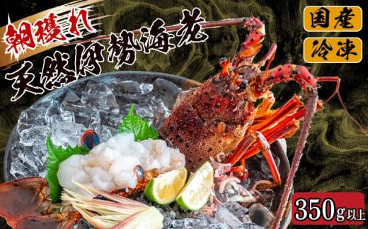 訳あり 朝獲れ 伊勢海老 350g 〜 450g 規格外 わけあり 急速 冷凍 産地直送 須崎 高知 海鮮 魚介類  お正月 お祝い イセエビ