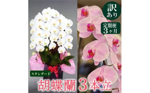 【定期便3ヶ月】【訳あり】胡蝶蘭 3本立て 白 スタンダード お祝い 須崎洋蘭園 SY30000
