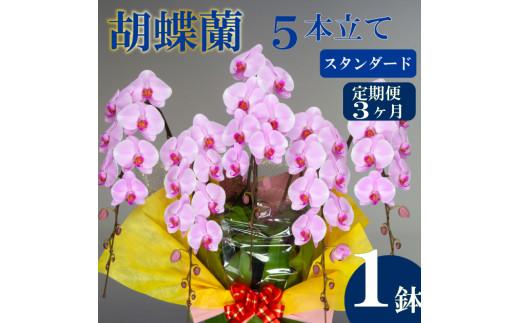 【定期便3ヶ月】胡蝶蘭 5本立て ピンク スタンダード お祝い 須崎洋蘭園 SY2000