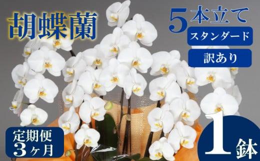 【定期便3ヶ月】【訳あり】胡蝶蘭 5本立て 白 スタンダード お祝い 須崎洋蘭園 SY50000