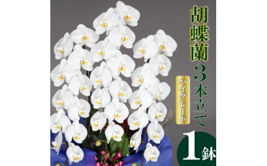胡蝶蘭 3本立て 白 ハイグレード お祝い 須崎洋蘭園 SY006