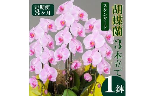 【定期便3ヶ月】胡蝶蘭 3本立て ピンク スタンダード お祝い 須崎洋蘭園 SY1000