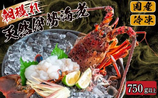 【2025年4月より順次配送】朝獲れ 伊勢海老 750g 〜 850g 急速 冷凍 産地直送 須崎 高知 海鮮 魚介類  お正月 お祝い イセエビ IKY018