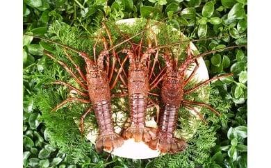 【限定30セット】 活 伊勢海老 池ノ浦産 1.5kg II002 ( えび エビ いせえび 高級 鮮魚 イセエビ 海鮮 魚介 刺身 焼き物 汁物 ギフト 贈答 贈り物 祝い 歳暮 高知 天然 海の幸 高知県 須崎市 )