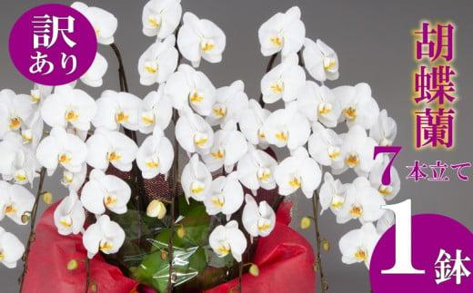 【訳あり】胡蝶蘭 7本立て 白  お祝い 須崎洋蘭園 SY020