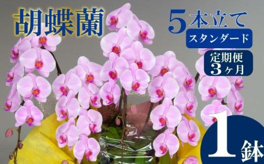 【定期便3ヶ月】胡蝶蘭 5本立て ピンク スタンダード お祝い 須崎洋蘭園 SY2000