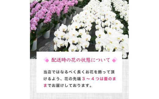 【定期便3ヶ月】【訳あり】胡蝶蘭 3本立て 白 スタンダード お祝い 須崎洋蘭園 SY30000