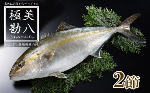 カンパチ 勘八 2節 セット | 極美勘八 人気 高級 魚 産地直送 新鮮 かんぱち しゃぶしゃぶ 鍋 照り焼き 刺し身 刺身 さしみ 生 冷蔵 高知県 須崎市