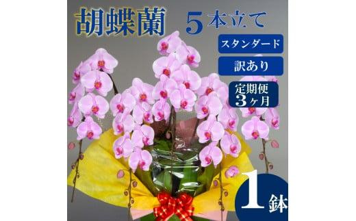 【定期便3ヶ月】【訳あり】胡蝶蘭 5本立て ピンク スタンダード お祝い 須崎洋蘭園 SY10000