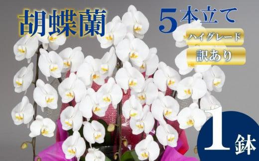【訳あり】胡蝶蘭 5本立て 白 ハイグレード お祝い 須崎洋蘭園 SY019