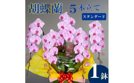 胡蝶蘭 5本立て ピンク スタンダード お祝い 須崎洋蘭園 SY004